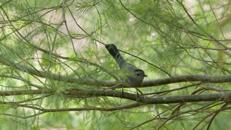 gray catbird moves around on a branch then leaves frame