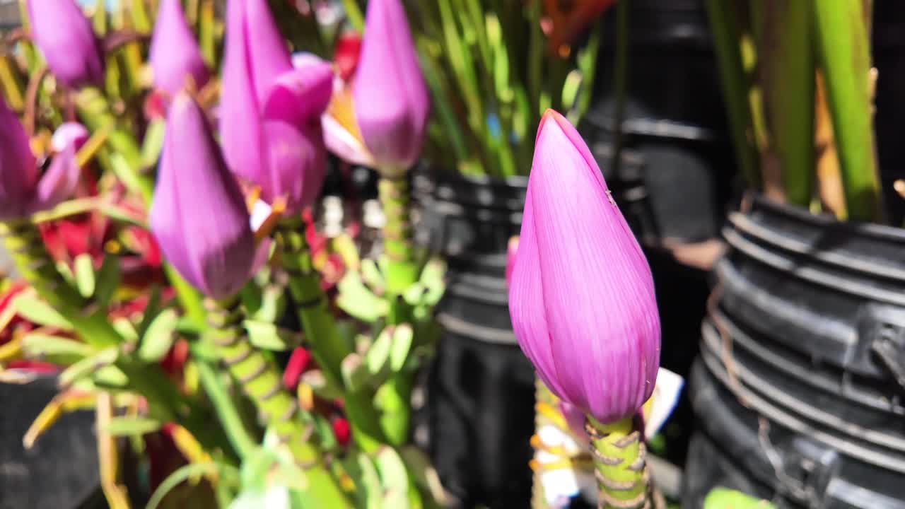 Tangkapan dekat kuncup bunga pisang fuchsia yang tumbuh di pasar lokal, menonjolkan tekstur eksotis dan warna tropis alami.