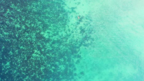 la gente nada en aguas tranquilas y claras de aguas turquesas, explora arrecifes de coral submarinos y hermosos fondos marinos rocosos en república dominicana