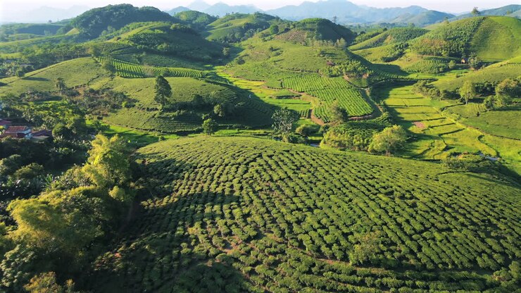 Drone shot capturing the unique undulating landscape of tea plantations in Long Coc, Vietnam, featuring circular green hills under soft morning light