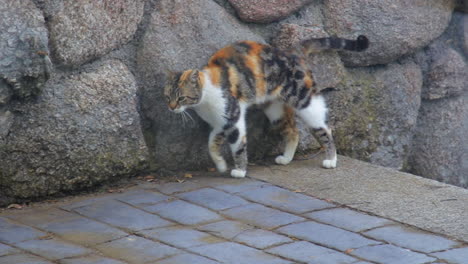 gato con manchas negras y naranjas se frota de nuevo un paso juguetonamente