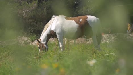 Ein-Wunderschönes-Weißes-Pferd,-Das-In-Freier-Wildbahn-Gras-Frisst