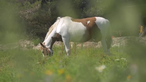 a beautiful white horse eating grass in the wild