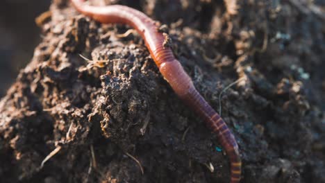 Wiggler-Rojo-Gusano-Moviéndose-En-Suelo-De-Jardín-Orgánico,-Compostaje