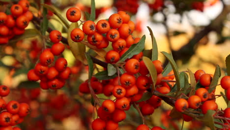 Bunch of red berries on plant