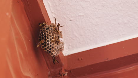 A-small-wasps-nest-covered-in-black-and-yellow-paper-wasps-in-the-corner-of-a-covered-patio-close-up,-slow-motion