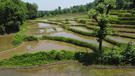 Flug-In-Geringer-Höhe-Auf-Terrassen,-Landwirtschaft,-Reisfelder,-Allein,-Baum,-Bauernhof-Am-Flussufer,-Formen,-Holzhecke,-Natürlicher-Zaun,-Heckengrenze-Im-Iran,-Natürliche-Landschaft-Mit-Wunderbarem-Landleben