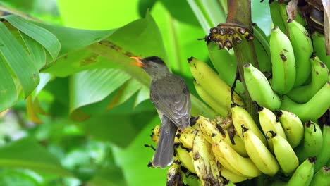 seychelles endemic bulbul bird eating ripe yellow bananas, mahe, seychelles