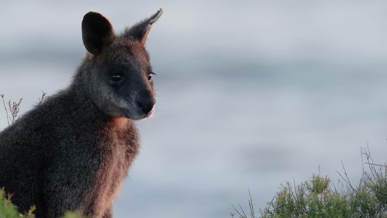 A wallaby is seen observing its surroundings near coastal vegetation.