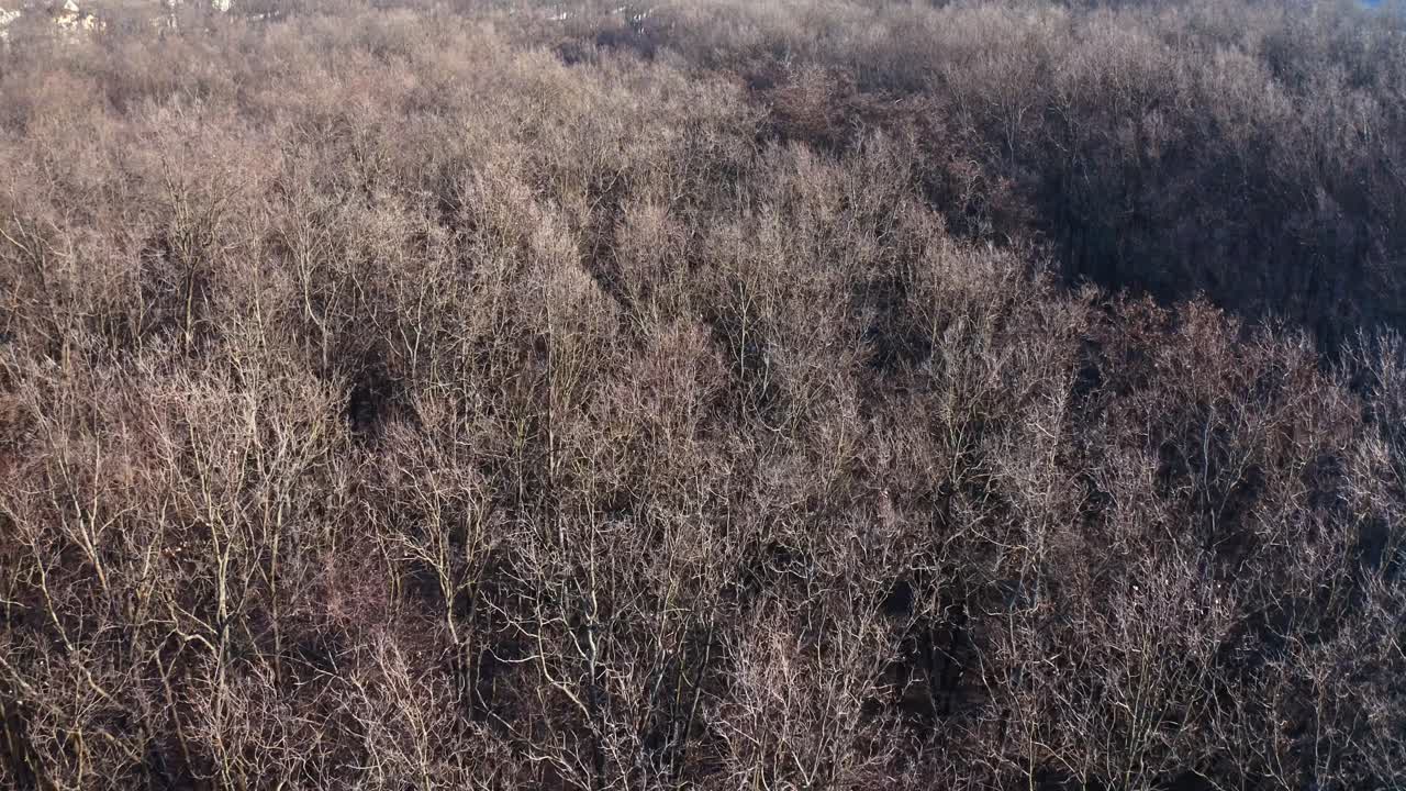 Winter forest from above. Aerial view of snow covered forest
