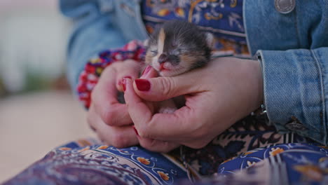 young woman holds newborn kitty in her hands medium shot