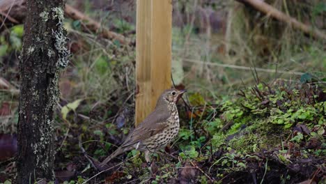 Song-thrush-bird-jumping-on-the-ground-in-the-forest