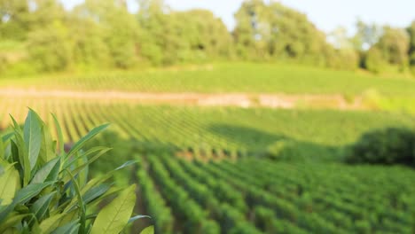 vineyard at sunset with gentle wind and blur