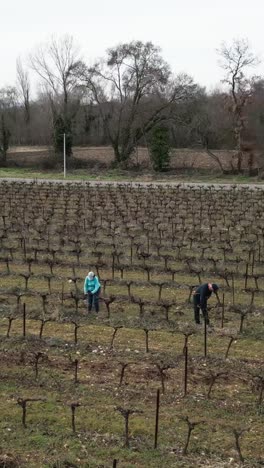 people working in a vineyard