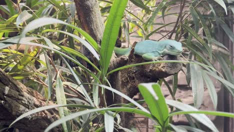 large exe lies on a branch among tall grasses and relaxes