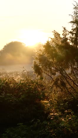 sunrise over a misty field