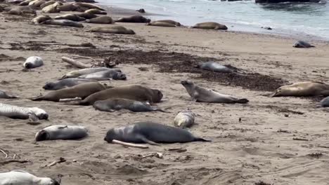 cinematic close-up tracking shot following young male northern elephant seals jostling and sparring on the beach at piedras blancas in san simeon, california
