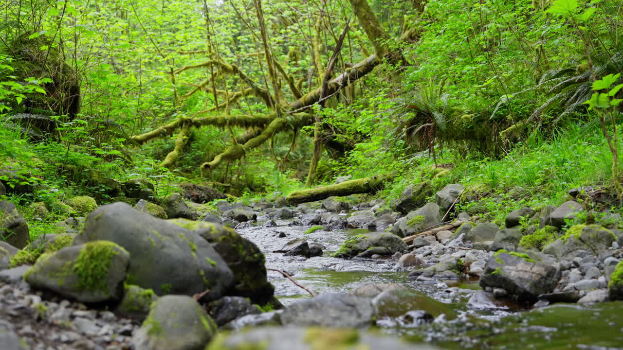 Lille flod, der løber gennem Olympic Nationalpark i Washington, omgivet af skov, mos og frodig vildmark. Ideel til natur-, landskabs- og udendørs optagelser.