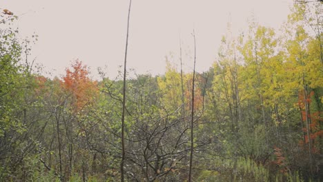 tranquil nature landscape with forest surrounded by colorful autumn maple trees under clear sky at cheltenham badlands in caledon, ontario canada