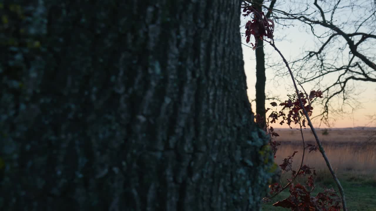 나무 속에서 해가 지는 것