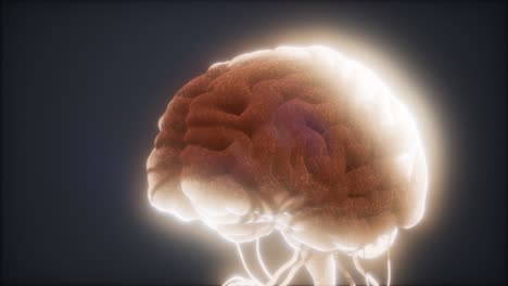 modelo animado del cerebro humano