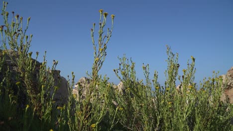 La-Samphire-Dorada-Es-Una-Planta-Costera-Resistente,-Que-Crece-En-Un-Acantilado-Rocoso-De-La-Costa-Del-Mar-En-El-Mediterráneo-Español