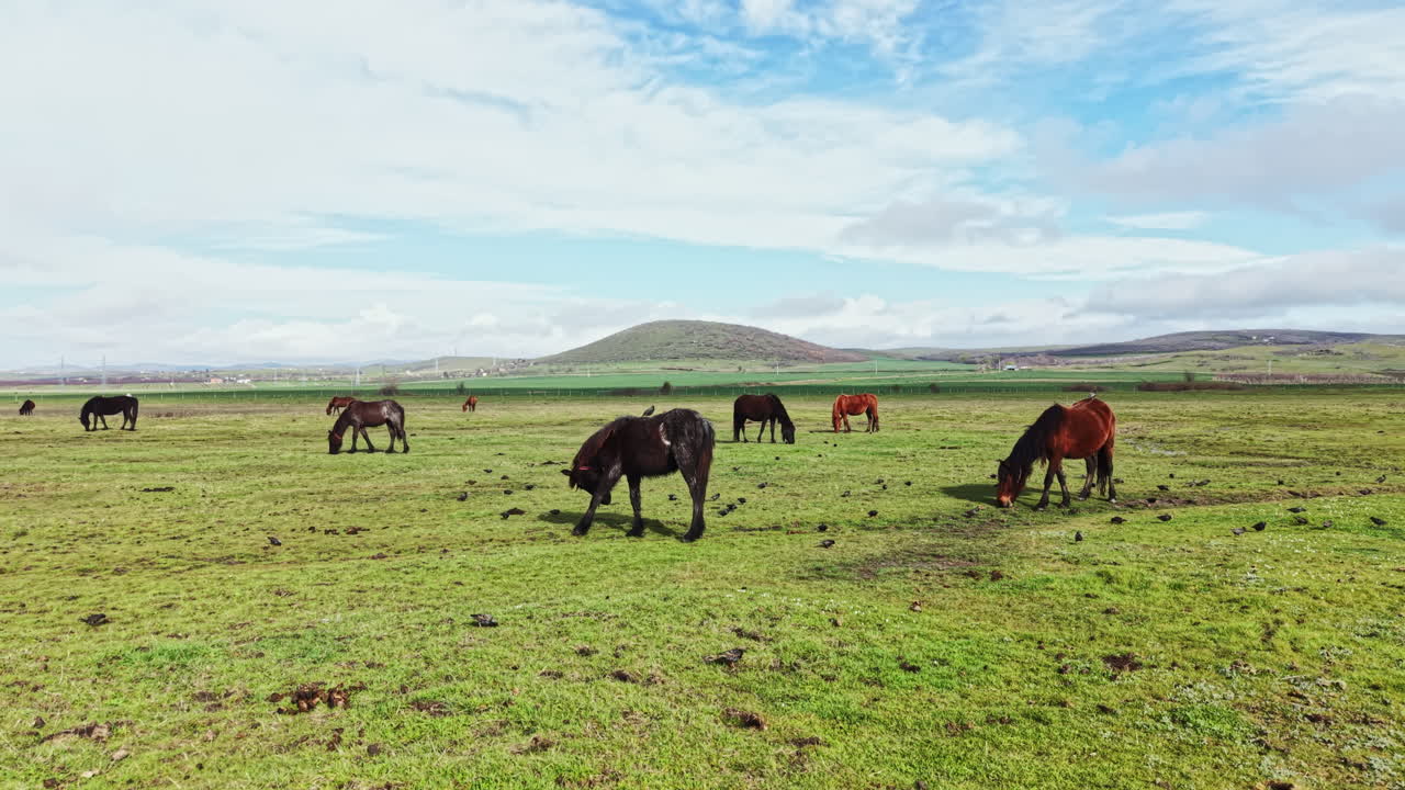 Cavalli pascolano in un campo verde sotto un cielo nuvoloso, vicino a una collina in campagna, di giorno.