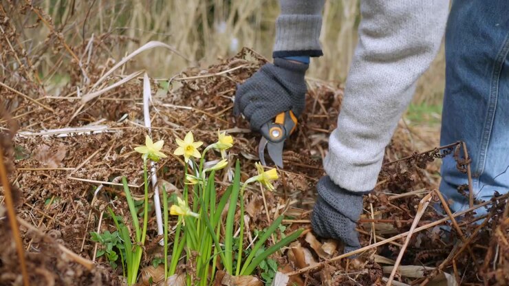 Hands removing dry plants from ground in spring, garden work