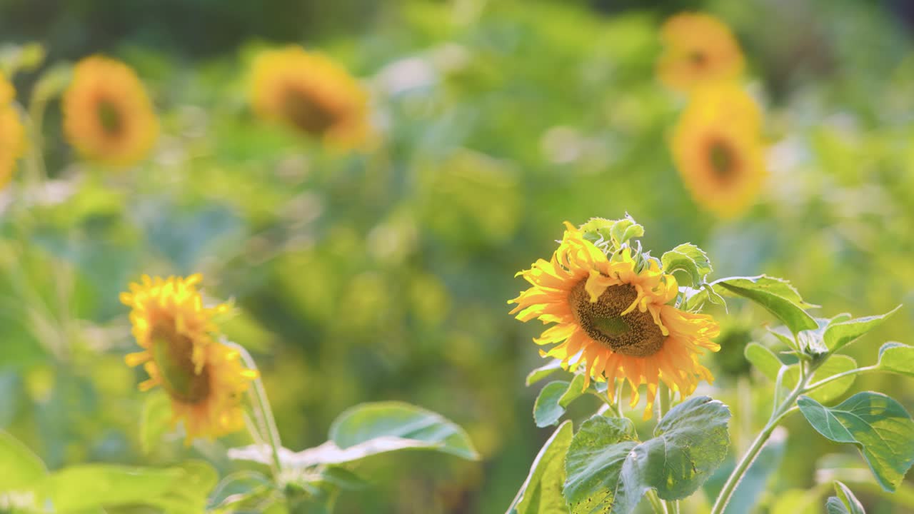 물결치는 바람에 춤추는 해바라기 한 쌍, 흐릿한 배경