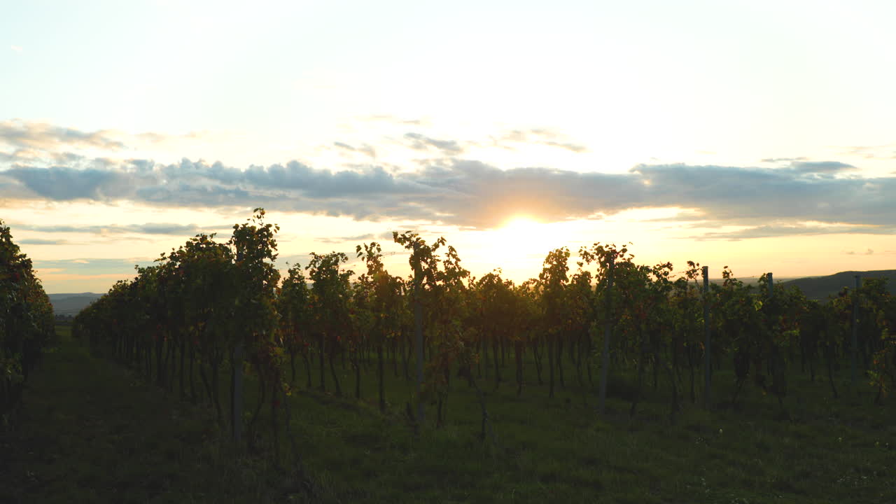 Vigneto: vista laterale delle file di viti in una zona della Moravia meridionale prima della vendemmia al tramonto autunnale, ripreso in 4K a 60fps
