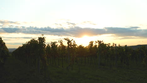 Campo-De-Viñas-Vista-De-Líneas-De-Uva-Desde-El-Lado-De-Un-área-Del-Sur-De-Moravia-Antes-De-La-Cosecha-Al-Atardecer-De-Otoño-Capturado-En-4k-60fps