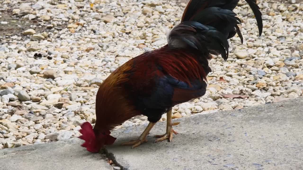 el gallo en el camino de grava.