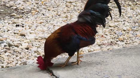 rooster on gravel path