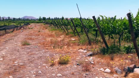 low dolly of young vines growing in the very dry maipo valley, pirque