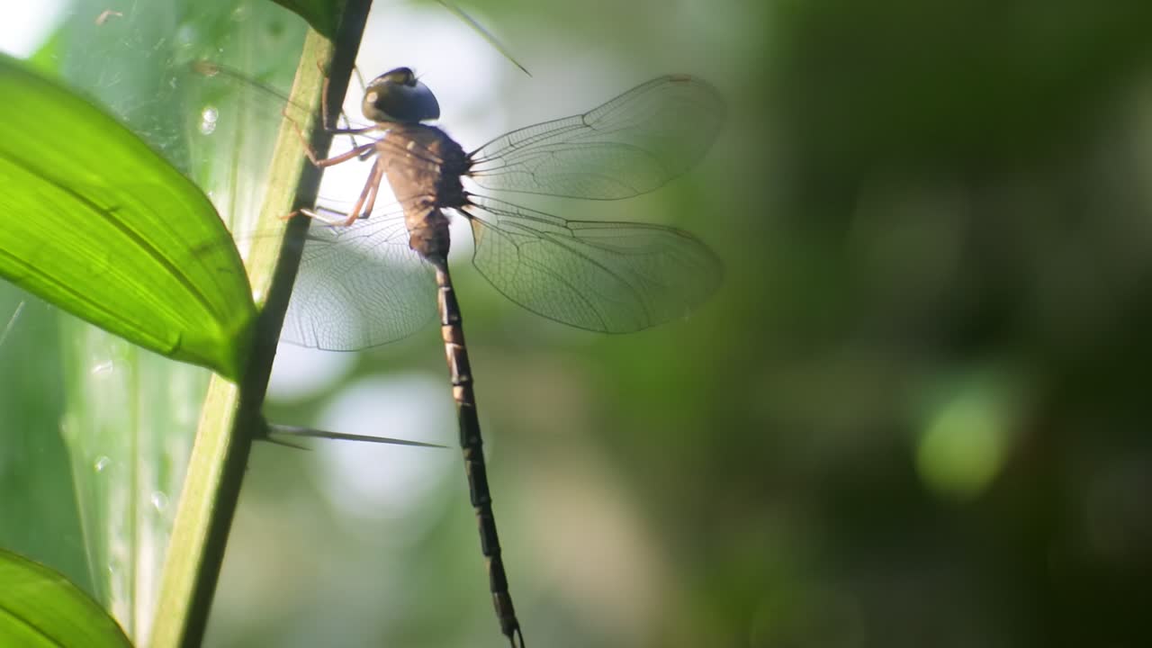 la libélula se caracteriza por una forma de cuerpo esbelto, similar a una aguja y una posición de ala erguida en reposo en video hd