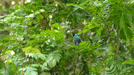 un trepador de miel verde macho sentado en un árbol en un exuberante bosque lluvioso verde, clorofanes spiza