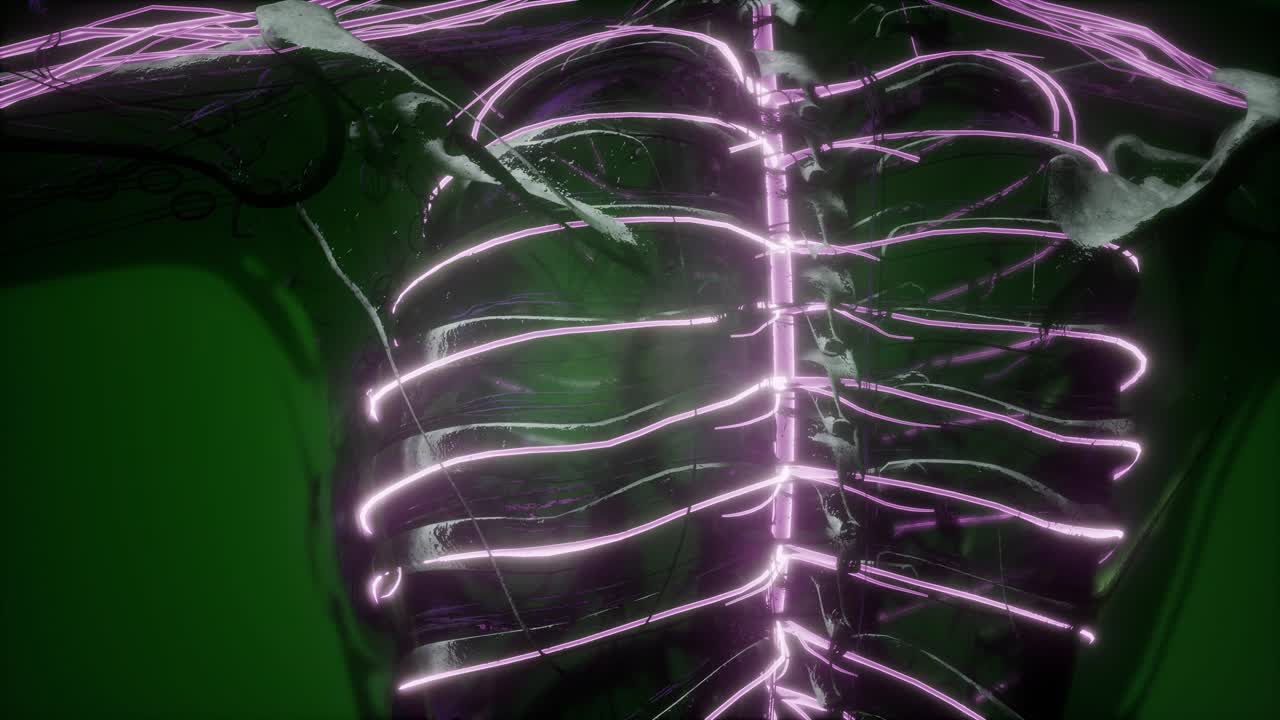 anatomía del cerebro humano