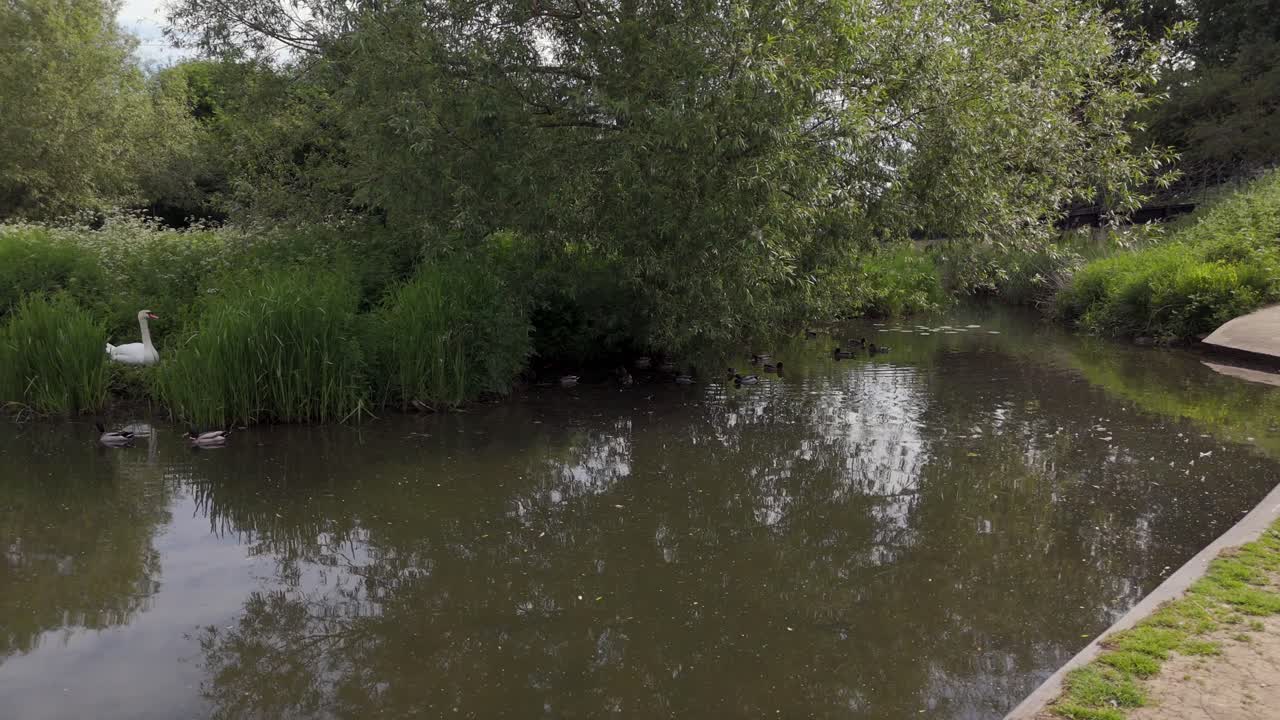 Wide, low level drone slider style shot of a swan in the reeds is swam past by a pair of ducks on a sunny day on the River Avon, Melksham