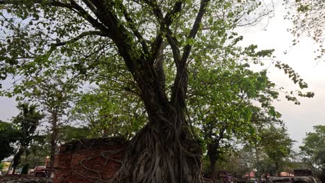 time-lapse of a large tree against a brick structure.