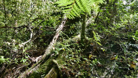 slow pan shot of dense growing plants and large roots of tree in deep jungle of new zealand