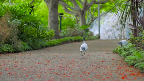 Ibis-Blanco-Australiano-Alimentándose-En-Un-Parque-Público