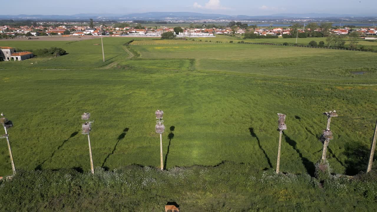 Storks' nests atop poles in a green Portuguese village landscape under a blue sky - aerial