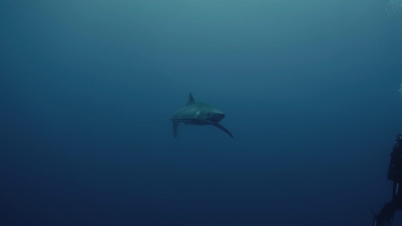아조레스에서 상어 다이빙 투어 중 다이버 옆에서 헤엄치는 청상어