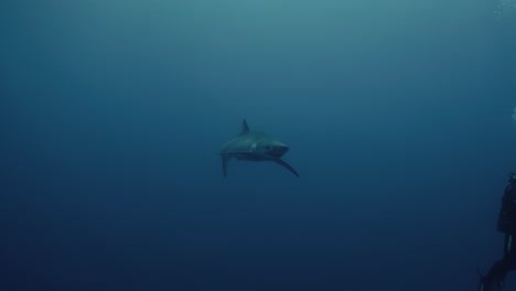 blue shark swimming next to diver during shark diving tour in the azores