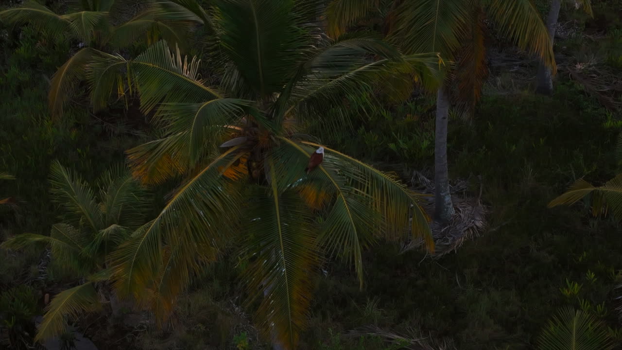 pájaro águila de cabeza blanca en un árbol de coco