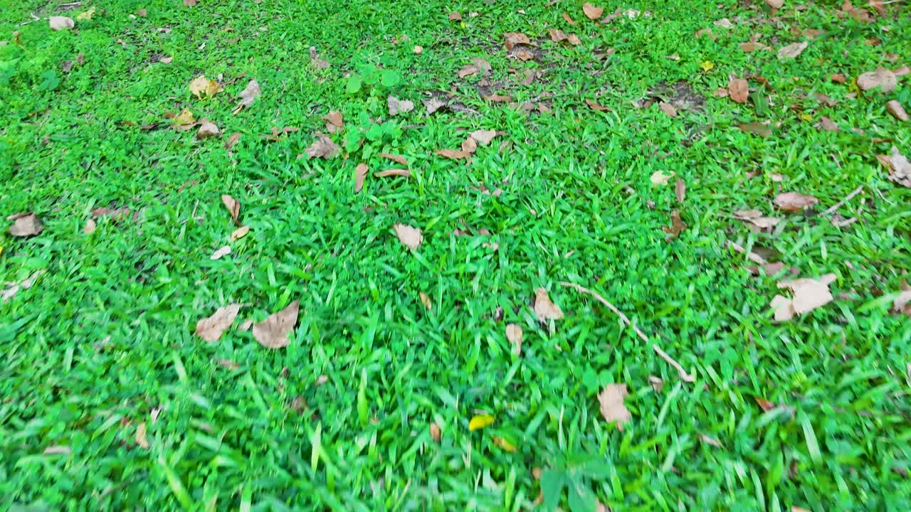 Aerial view of vibrant green grass with scattered leaves, captured by a drone in natural daylight