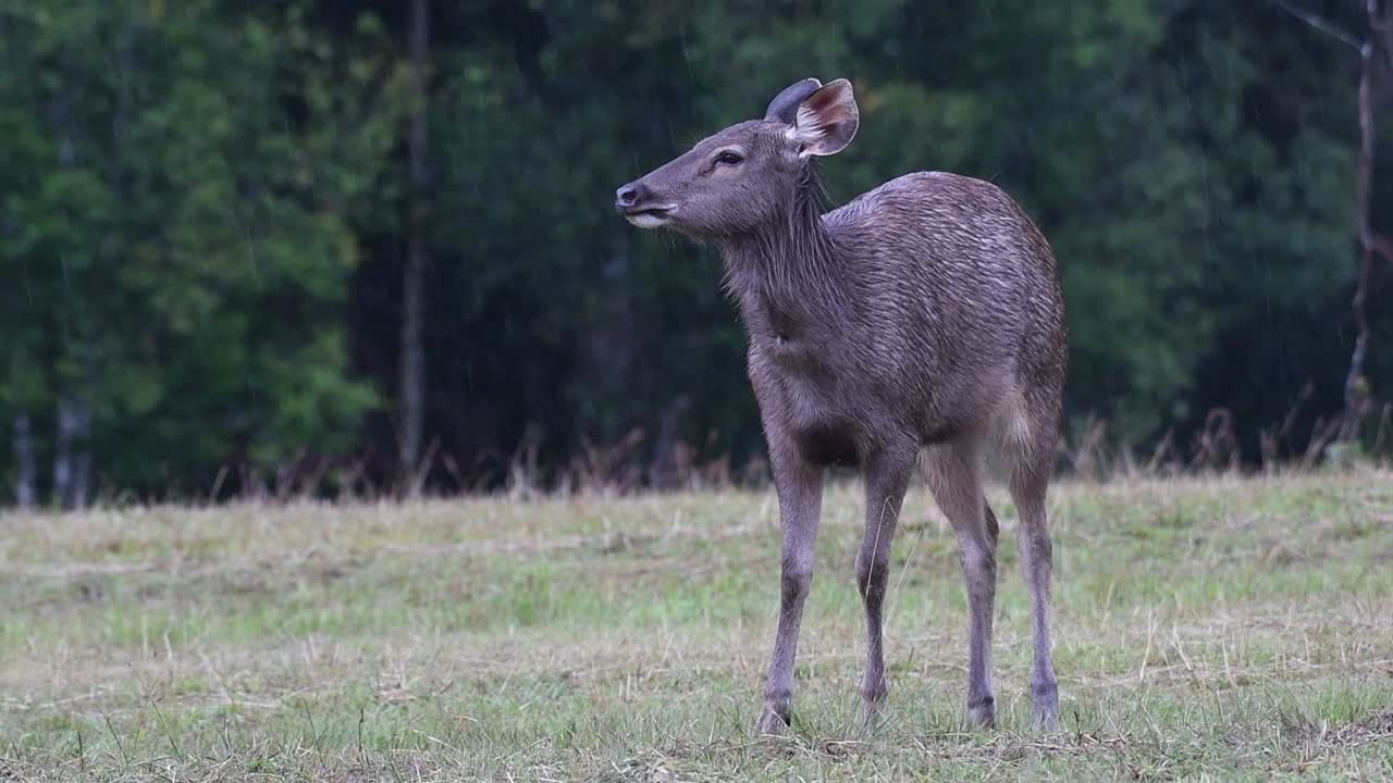 el ciervo sambar es una especie vulnerable debido a la pérdida de hábitat y la caza