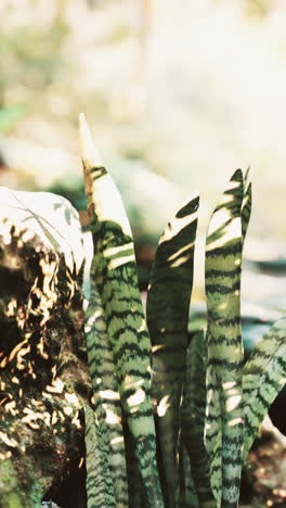 close-up of a green plant with striped leaves in sunlight