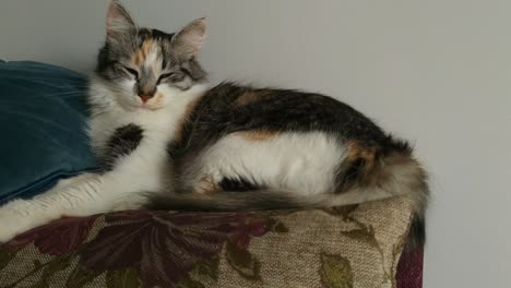 el gato calico se sentó a dormir en un sofá apoyado contra una almohada azul, parpadeando lentamente