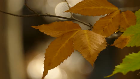 Hojas-Amarillas-En-La-Rama-Con-Efecto-Bokeh